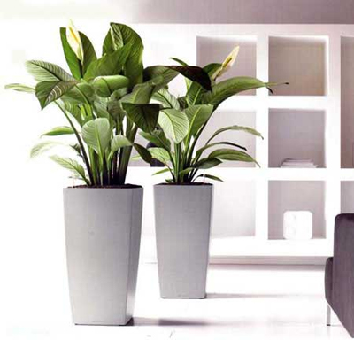 Bố trí cây xanh trong nhà để thu hút vận may, tài lộc