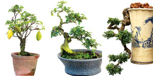 Phong thủy Đông Phương Phong thủy Đông Phương